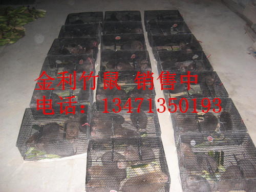 广西竹鼠丨桂林竹鼠批发丨广西竹鼠种苗 