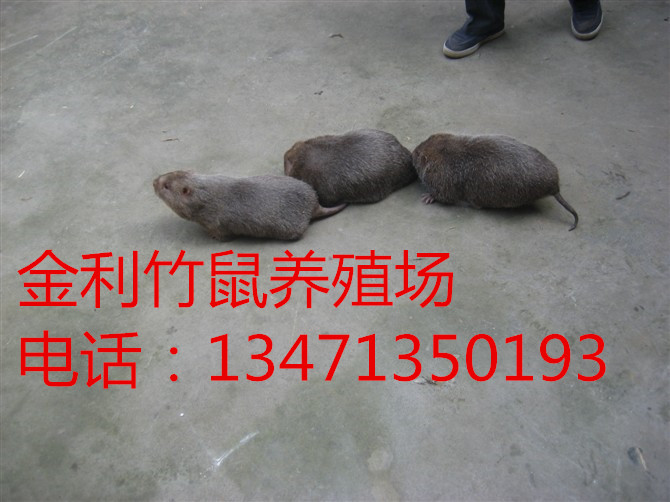 广西竹鼠 