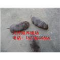 广西竹鼠种苗丨金利竹鼠养殖场 