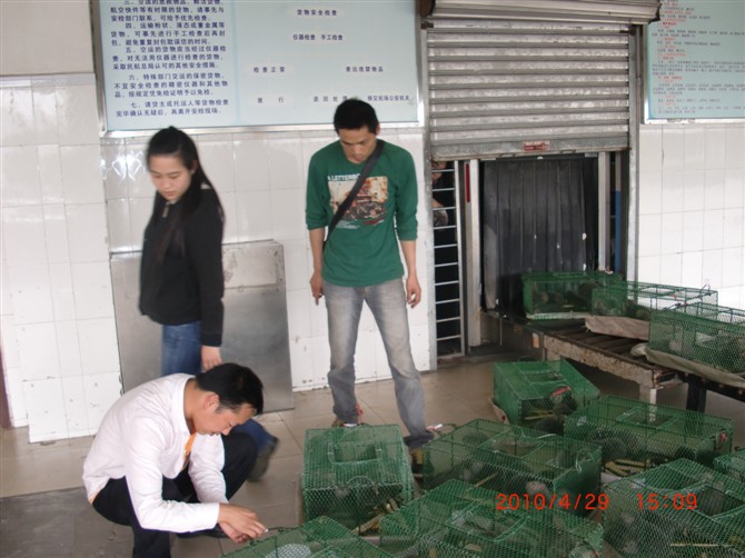 广西竹鼠丨桂林竹鼠丨广西竹鼠种苗丨桂林竹鼠种苗丨广西竹鼠价格-广西竹鼠基地03