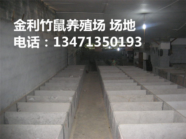 桂林竹鼠丨桂林竹鼠种苗丨竹鼠养殖环境 