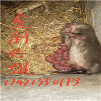 江西竹鼠 江西竹鼠种苗 江西竹鼠销售 