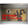 广西竹鼠种苗丨广西竹鼠价格丨竹鼠养殖环境 