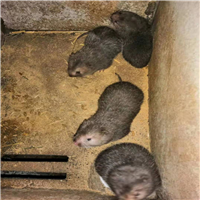竹鼠