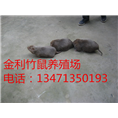 广西竹鼠种苗丨桂林竹鼠丨金利竹鼠养殖场 