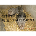广西竹鼠价格丨金利竹鼠养殖场01 