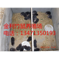 桂林竹鼠丨桂林竹鼠种苗丨桂林竹鼠苗培育 