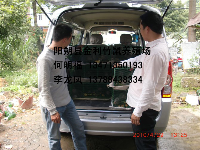 广西竹鼠丨桂林竹鼠丨金利竹鼠养殖场 