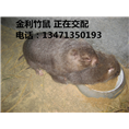 广西竹鼠|桂林竹鼠|金利竹鼠养殖技术 