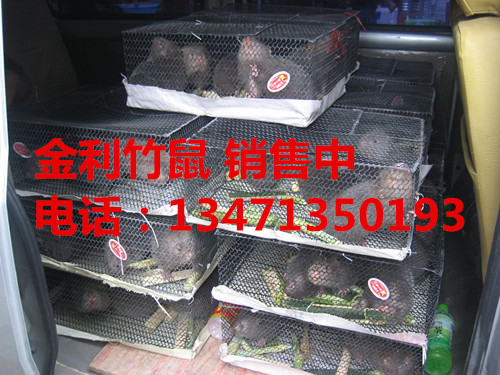 广西竹鼠种苗批发 