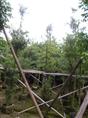 福建水石榕批发/福建水石榕供应/福建水石榕销售-水石榕4