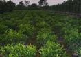 福建漳州非洲茉莉-非洲茉莉