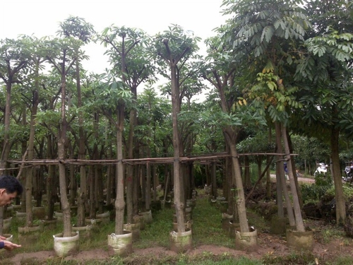 福建盆架子批发/福建盆架子供应/福建盆架子销售-盆架子8