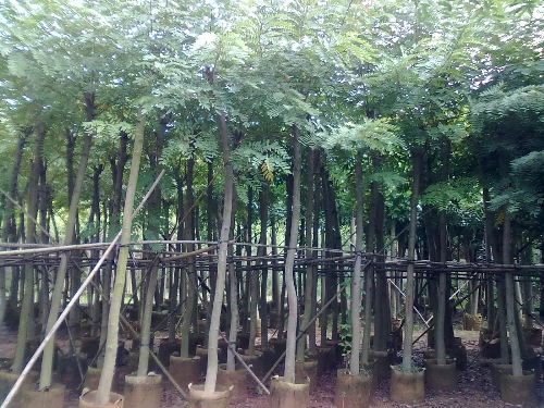 福建盆架子批发/福建盆架子供应/福建盆架子销售-盆架子6