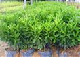 福建漳州非洲茉莉-非洲茉莉