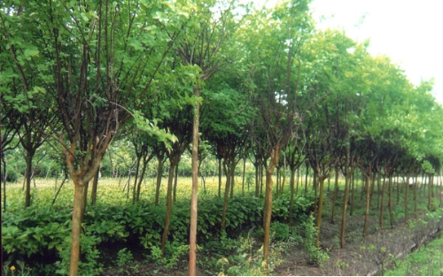 福建大、小紫薇批发/福建大、小紫薇供应/福建大、小紫薇销售-紫薇1