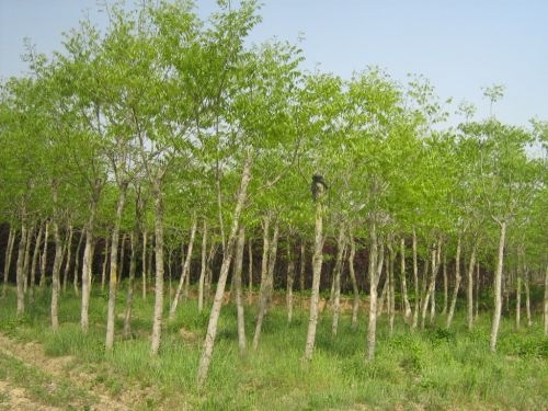 福建大、小紫薇批发/福建大、小紫薇供应/福建大、小紫薇销售-紫薇树6