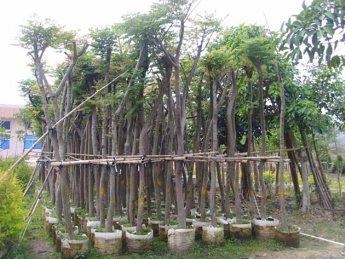 福建漳州台湾栾树-台湾栾树