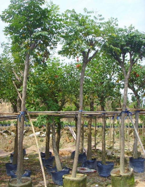福建漳州台湾栾树-台湾栾树