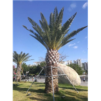 福建老人葵L漳州老人葵02