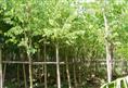 福建漳州非洲茉莉-羊蹄甲