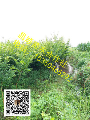 江西朴树02 