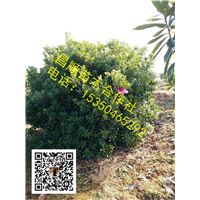 江西丛生杨梅03 