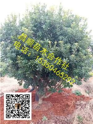 江西丛生杨梅01 