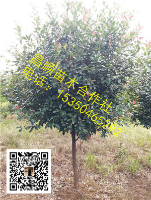 江西红叶石楠 