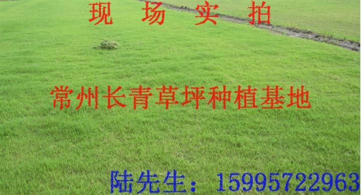 百慕大|百慕大草坪 