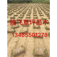 安徽草坪/金银花种苗/黄山草坪种苗003 
