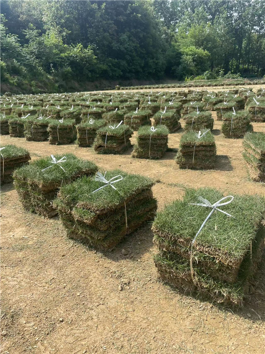 滁州马尼拉草坪的种植知识