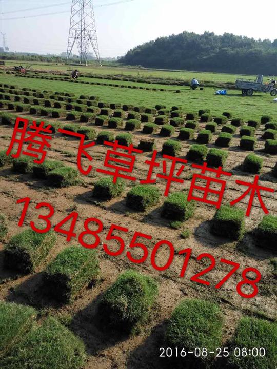 草坪-黄山草坪-滁州草坪-安徽草坪 