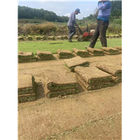 安徽百慕大草坪基地