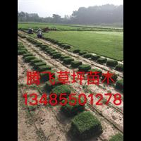 黄山农林生态农庄园艺-黄山农林生态绿化园艺野花浪漫组合效果图 