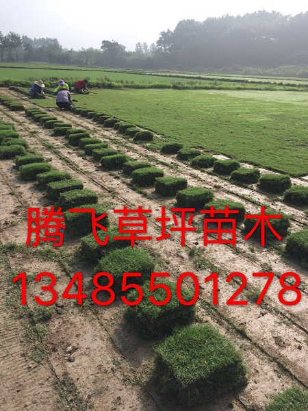 黄山农林生态农庄园艺-黄山农林生态绿化园艺野花浪漫组合效果图 