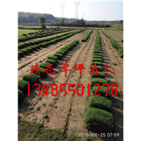 黄山草坪绿化园艺设计方案效果 如图 