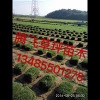 黄山农林生态农庄绿化园艺野花组合效果图 