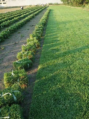 安徽中华结缕草草坪生产培育基地 