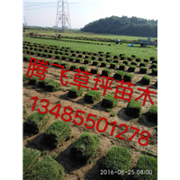 黄山草坪野花组合效果图-供应黄山草坪绿化园艺野花组合种子 