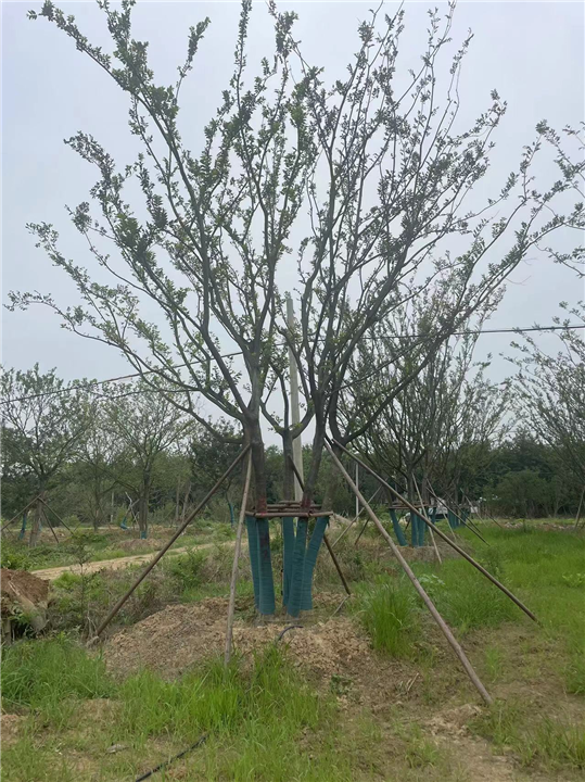 安徽丛生朴树