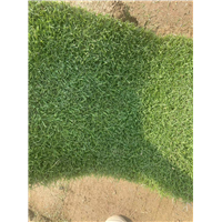 安徽腾飞草坪