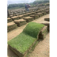 滁州绿化草坪组合方案