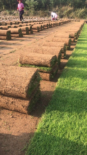 安徽草坪种植基地滁州草坪种植 