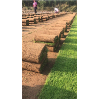 安徽草坪种植基地滁州草坪种植 