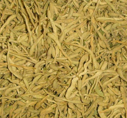 黄山金银花/安徽竹柳-黄山绿化苗木供应商