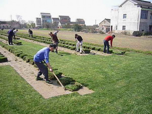 安徽草坪基地-安徽竹柳/安徽金银花/安徽草坪04 