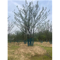 斜飘丛生朴树