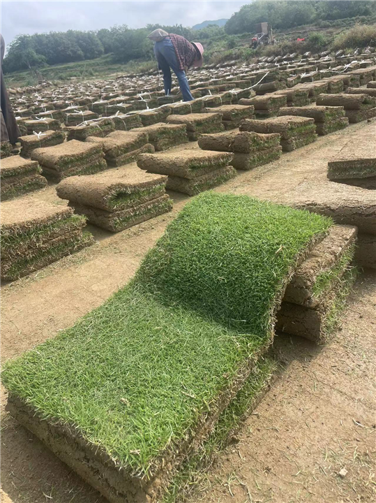 滁州绿化草坪组合方案