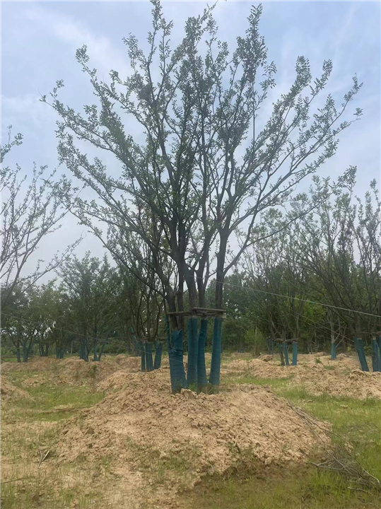 斜飘丛生朴树